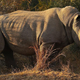 A white rhino was killed last year at Wild Florida